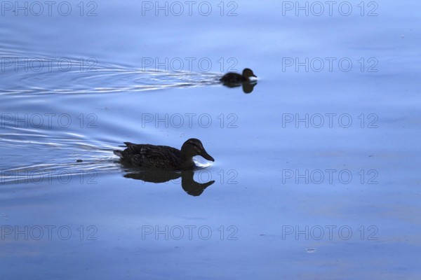Ducks on a lake, Summer, Germany
