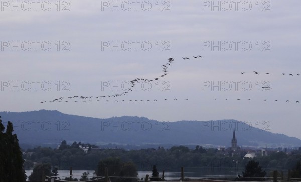 Bird migration over Radolfzell on Lake Constance, Baden-Württemberg, Germany