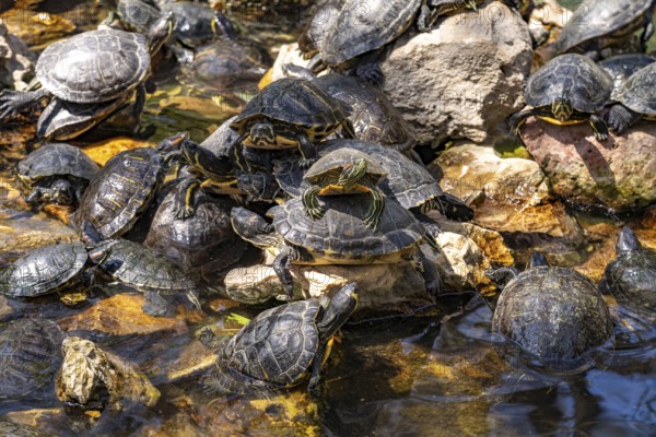 Pond full of turtles in the National Garden in the Greek capital Athens, Greece