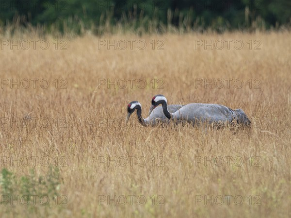 A pair of cranes looking for food, Mecklenburg-Western Pomerania, Germany