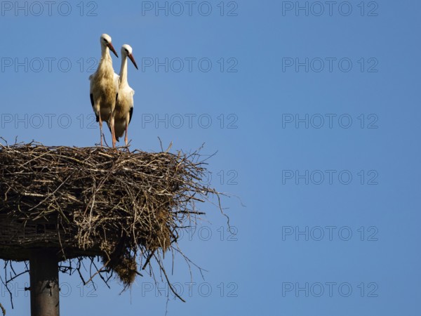 A pair of white storks on their nest, Mecklenburg-Western Pomerania, Germany