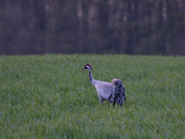 A crane looking for food, Mecklenburg-Western Pomerania, Germany
