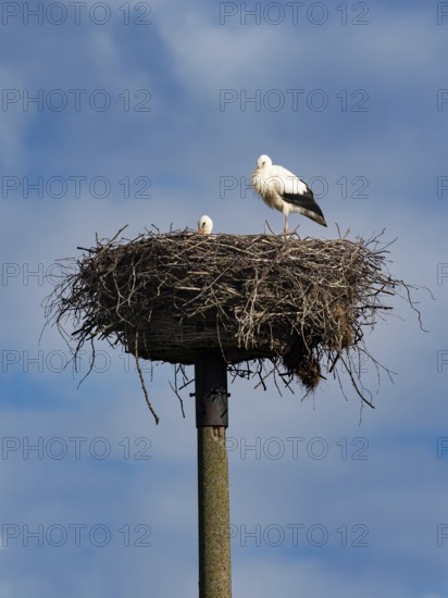 A pair of white storks on their nest, Mecklenburg-Western Pomerania, Germany
