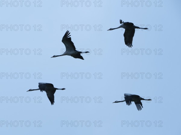Cranes in flight, in the blue hour, Mecklenburg-Vorpommern, Germany