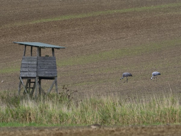 A pair of cranes in a field, Mecklenburg-Western Pomerania, Germany