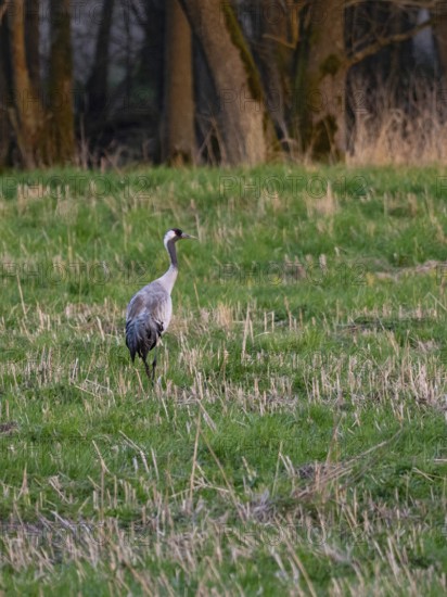 A crane looking for food, Mecklenburg-Western Pomerania, Germany
