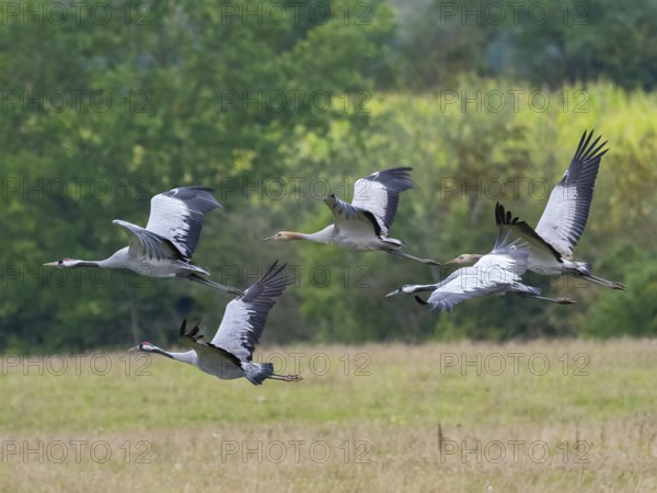 A group of cranes in flight, Mecklenburg-Western Pomerania, Germany