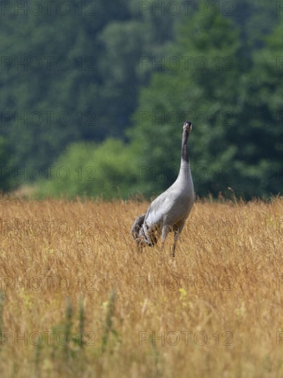 A crane looking for food, Mecklenburg-Western Pomerania, Germany