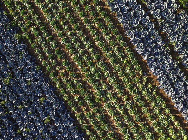 Top down view of red and green cabbage field from a drone, Devon, England, United Kingdom