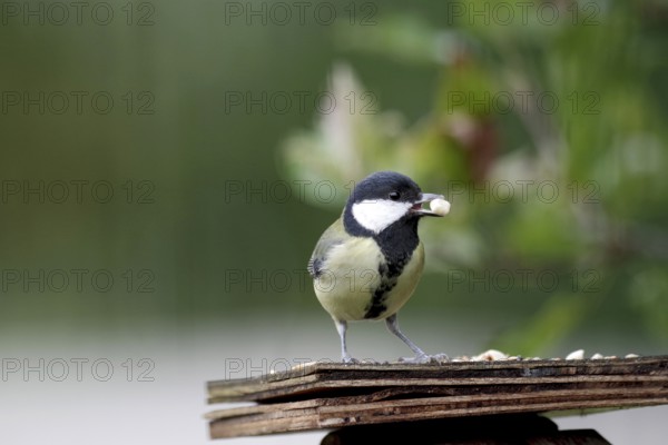 Great tit (Parus major), bird feeder, autumn, garden, Germany, The tit has a nut in its beak