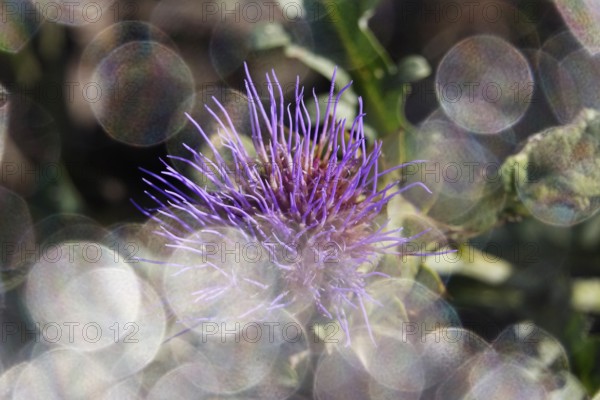Flower of a thistle in a garden with beautiful bokeh, summer, Germany