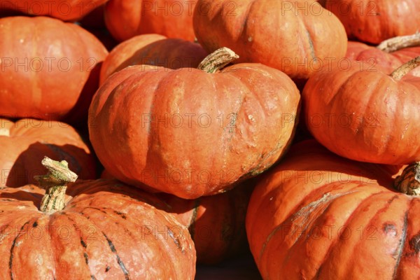 Large red Cinderella pumpkins piled at sunny farmers market in autumn