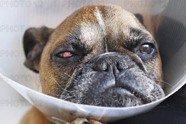 Face of French Bulldog dog with surgical implanted conjunctival flap covering eye used as treatment of deep corneal injury