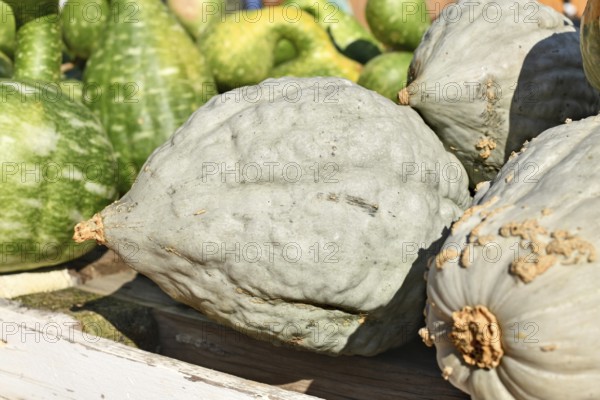 Blue Hubbard squash among assorted pumpkins at sunny farmers market in autumn