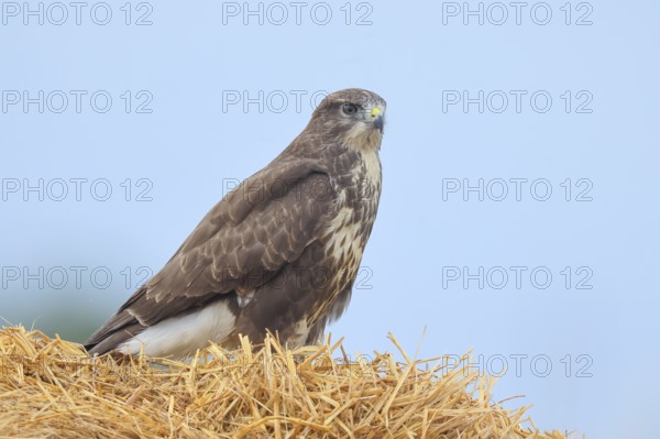 Buzzard (Buteo buteo) adult bird sitting on a pile of straw, wildlife, nature photography, birds, bird of prey, Lake Neusiedl National Park, Seewinkel, Burgenland