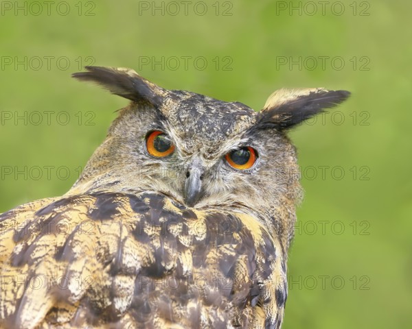 European Eagle Owl (Bubo bubo), portrait, owl, nocturnal bird, captive, Bavarian Forest National Park, Bavaria, Germany