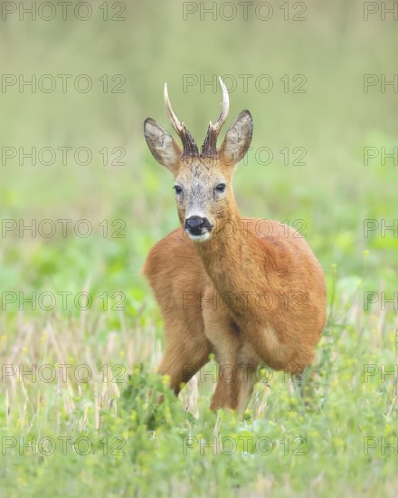 European roe deer (Capreolus capreolus), roebuck standing in harvested grain field after the rutting season, wildlife, morning light, roe deer, mammal, Baltic Sea island Fehmarn, East Holstein, Schleswig-Holstein, Germany