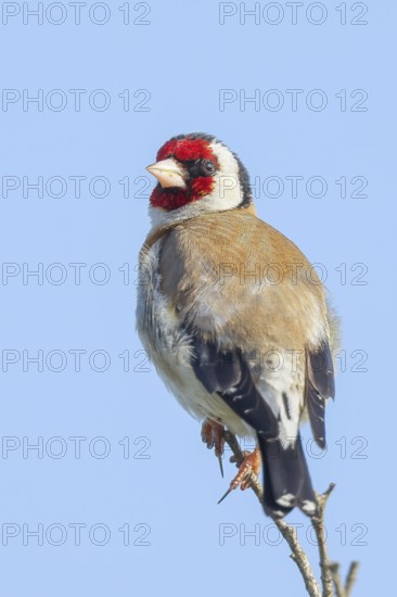 Goldfinch (Carduelis carduelis) adult, sitting on a thin branch, wildlife, animals, birds, songbird, nature photography, Lake Neusiedl National Park, Seewinkel, Burgenland, Austria