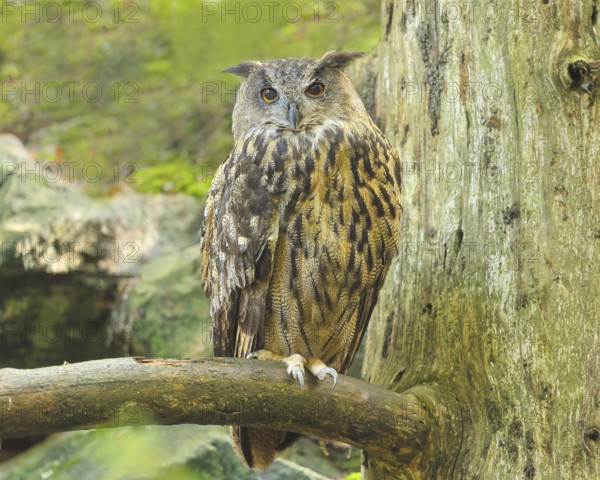 Eurasian Eagle-owl (Bubo bubo), sitting on a branch, owl, nocturnal bird, captive, Bavarian Forest National Park, Bavaria, Germany