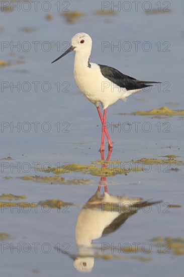 Black-winged Black-winged Stilt (Himantopus himantopus), male standing in shallow water, Wildlife, Animals, Birds, Ziggsee, Lake Neusiedl National Park, Seewinkel, Burgenland, Austria