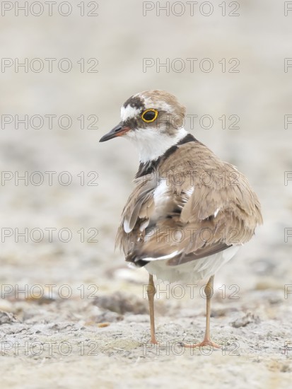 Little Ringed Plover (Charadrius dubius), standing on sandy ground, wildlife, nature photography, plover family, Illmitz, Lake Neusiedl National Park, Burgenland, Austria