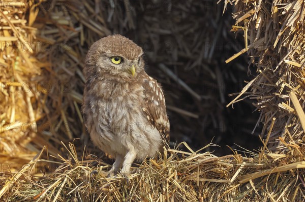 Little owl (Athene noctua) young bird sitting between bales of straw, endangered bird species in Central Europe, view into the camera, wildlife, owl, owl, HANSAG, Lake Neusiedl, Burgenland, Austria