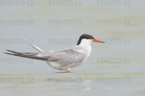 Common Tern (Sterna hirundo) standing in shallow water, terns, wildlife, nature photography, migratory bird, Apetlon, Lake Neusiedl, Burgenland, Austria
