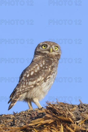 Little owl (Athene noctua) young bird sitting on a bale of straw, endangered bird species in Central Europe, view into the camera, wildlife, owl, owl, HANSAG, Lake Neusiedl, Burgenland, Austria