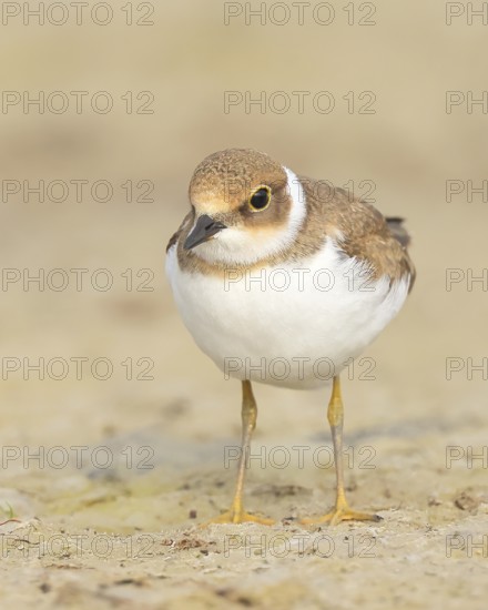 Little Ringed Plover, Little Ringed Plover, (Charadrius dubius), young bird standing on sandy ground, wildlife, nature photography, plover family, Illmitz, Lake Neusiedl National Park, Burgenland, Austria
