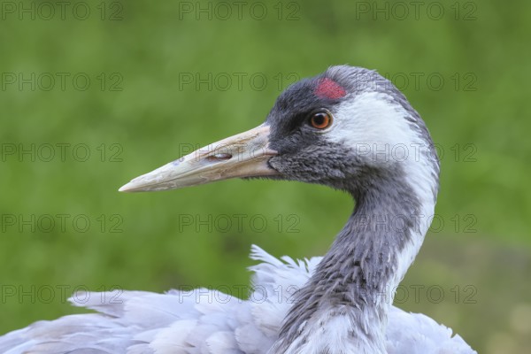 Crane (Grus grus), close-up of a crane, portrait, captive, Bavarian Forest National Park, Bavaria, Germany