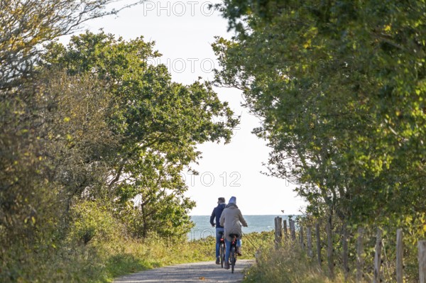 Cyclist, path, trees, Geltinger Birk nature reserve, Nieby, Schleswig-Holstein, Germany