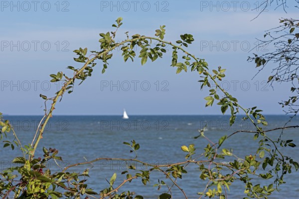 Wild rose bush, sailing boat, Baltic Sea, Geltinger Birk nature reserve, Nieby, Schleswig-Holstein, Germany