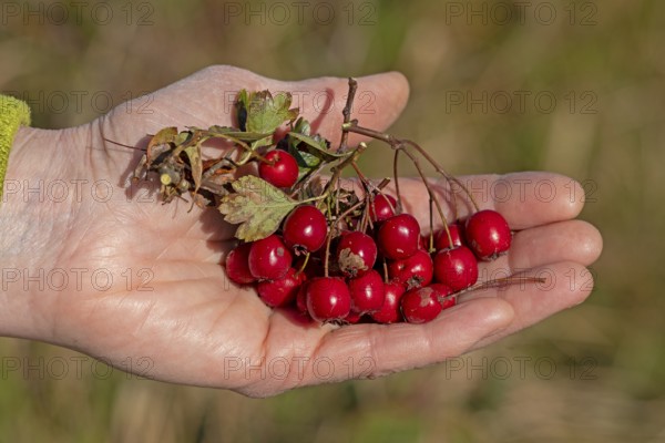 Hands holding berries of blackthorn (Prunus spinosa), Geltinger Birk nature reserve, Nieby, Schleswig-Holstein, Germany