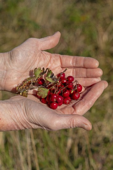 Hands holding berries of blackthorn (Prunus spinosa), Geltinger Birk nature reserve, Nieby, Schleswig-Holstein, Germany