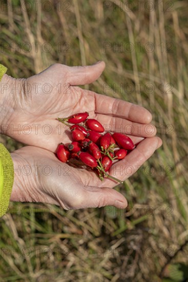 Hands holding rose hips, Geltinger Birk nature reserve, Nieby, Schleswig-Holstein, Germany