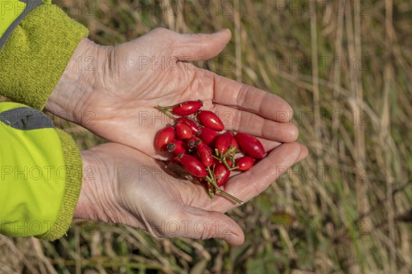 Hands holding rose hips, Geltinger Birk nature reserve, Nieby, Schleswig-Holstein, Germany