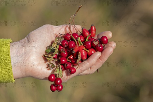 Hand holding berries of blackthorn (Prunus spinosa) and rose hips, Geltinger Birk nature reserve, Nieby, Schleswig-Holstein, Germany