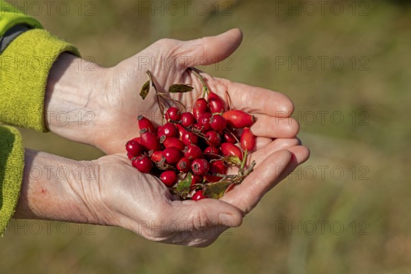 Hands holding berries of blackthorn (Prunus spinosa) and rose hips, Geltinger Birk nature reserve, Nieby, Schleswig-Holstein, Germany