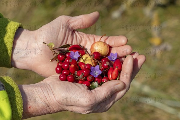 Hands holding berries of blackthorn (Prunus spinosa), rose hips, wild apples (Malus sylvestris) and blossoms, Geltinger Birk nature reserve, Nieby, Schleswig-Holstein, Germany