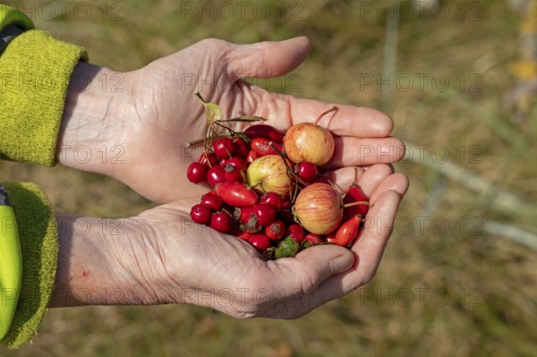 Hands holding berries of blackthorn (Prunus spinosa), rose hips, and wild apples (Malus sylvestris), Geltinger Birk nature reserve, Nieby, Schleswig-Holstein, Germany