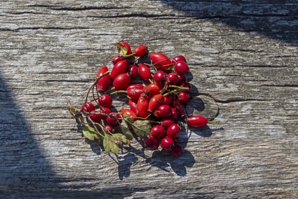Rosehips and blackthorn berries (Prunus spinosa), Geltinger Birk nature reserve, Nieby, Schleswig-Holstein, Germany