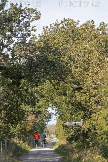 Cyclist, path, trees, signpost, Geltinger Birk nature reserve, Nieby, Schleswig-Holstein, Germany