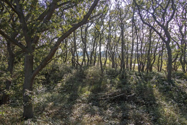 Hutewald, Geltinger Birk nature reserve, Nieby, Schleswig-Holstein, Germany