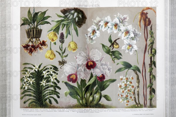 Colour plate orchids, different species, historical book illustration, colour lithograph