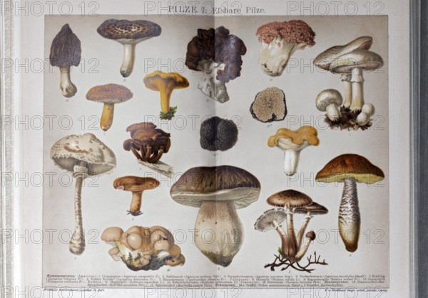 Colour plate of edible mushrooms, porcini mushroom, chanterelle mushroom, honey fungus, truffle, historical book illustration, colour lithograph