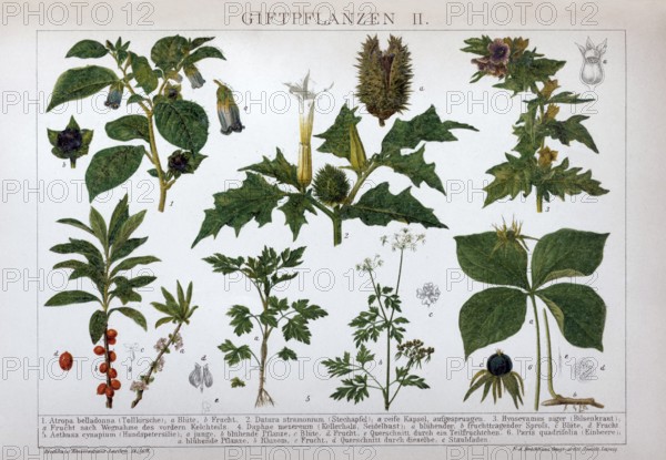 Plate of poisonous plants, Black belladonna (Atropa belladonna), henbane (Hyoscyamus niger), Jimson Weed (Datura stramonium), historical book illustration, fablithography