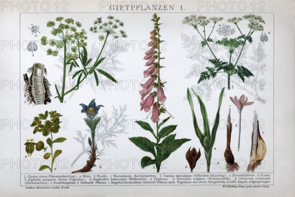 Plate of poisonous plants, spotted hemlock (Conium maculatum), spurge (Euphorbia), Common foxglove Digitalis purpurea), historical book illustration, colour lithograph