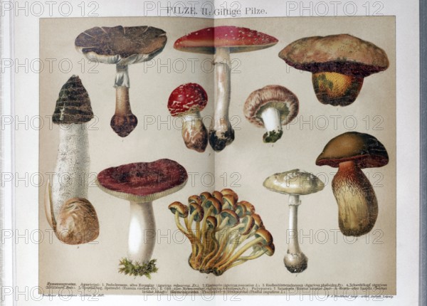 Colour plate Poisonous mushrooms, fly agaric, Satanic mushroom, sulphur head, historical book illustration, colour lithograph