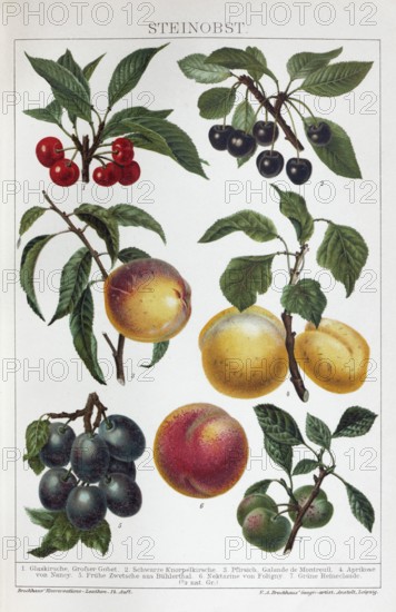 Colour plate stone fruit, plum, cherry, plum, apricot, Reineclaude, historical book illustration, colour lithograph