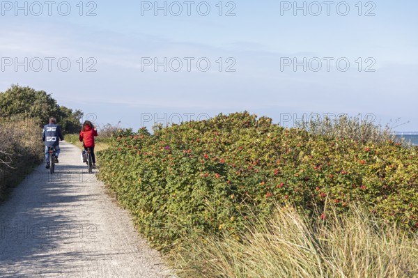 Potato rose (Rosa rugosa) on the Baltic Sea shore, cyclist, Geltinger Birk nature reserve, Nieby, Schleswig-Holstein, Germany